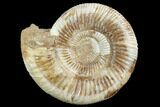 Perisphinctes Ammonite - Jurassic #90453-1